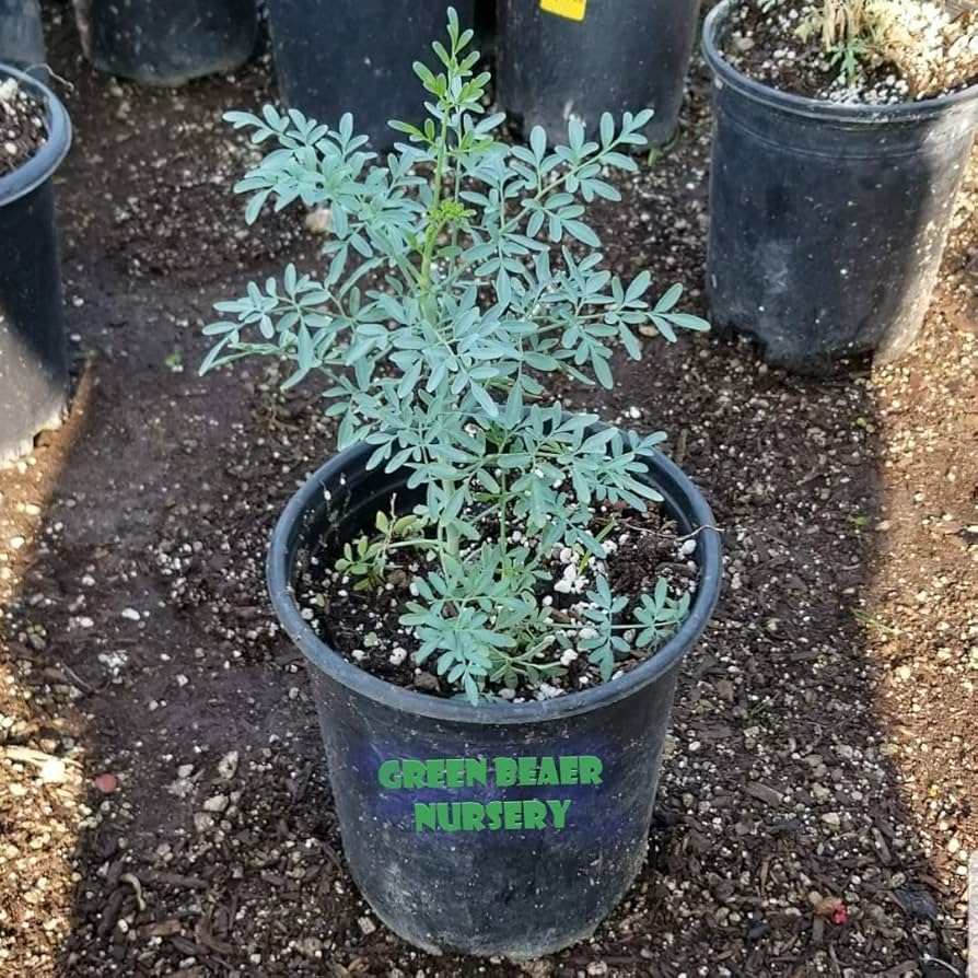 Yalangoch kattalar rus ayollarining foto galereyasi VK-da yumshoq jinsiy aloqa